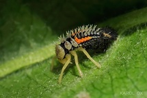 Harmonia axyridis larva